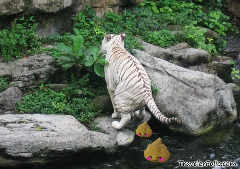 Singapore Zoo | White Tigers | Ah Meng |Sg Tourism @ TravelerFolio ...