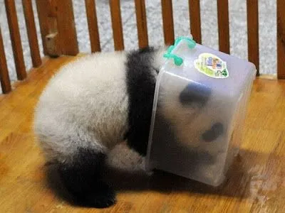 Este singular oso panda es tan travieso que intento escapar de su cuna ...