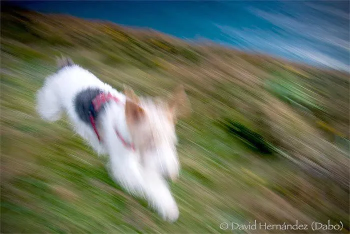 Imagenes con movimiento de perros - Imagui