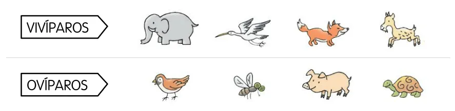 Fichas animales oviparos viviparos - Imagui