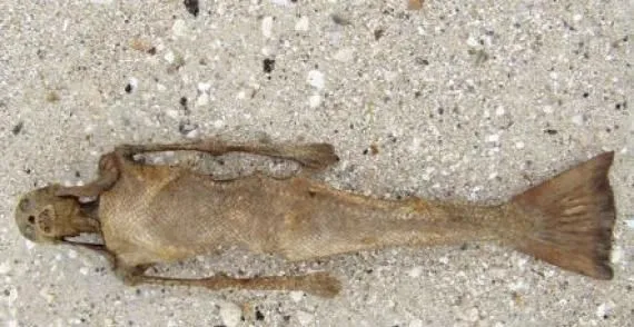 Todo sobre las sirenas, verdades y mentiras. – Misterios