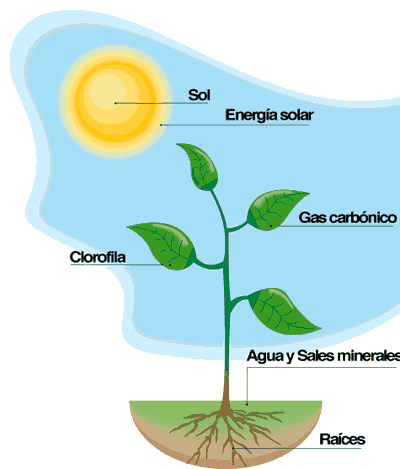  ... qué sirven las partes de una planta | Plantas de interior y exterior