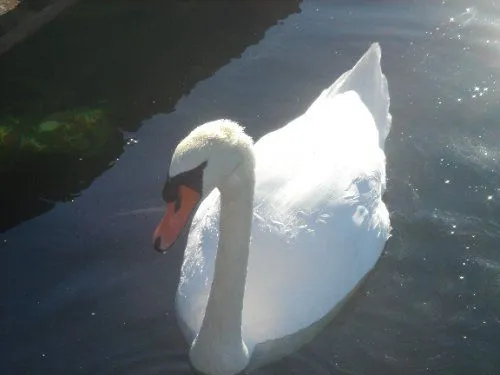 o sisne Foto de paulo jorge faria amorim | Olhares - Fotografia Online