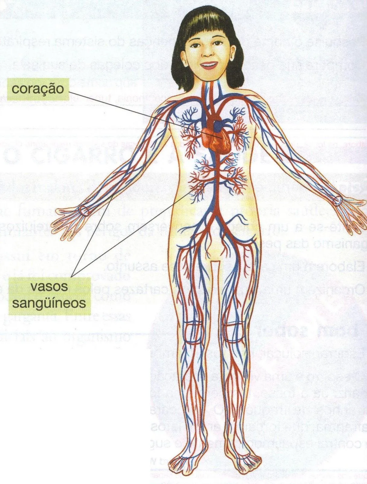 Sistema Circulatorio