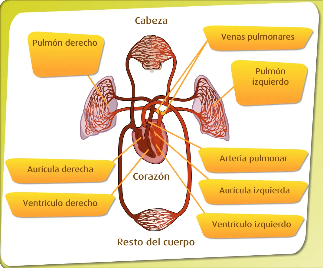 SISTEMA CIRCULATORIO: 3 aplicaciones web para el aprendizaje del ...