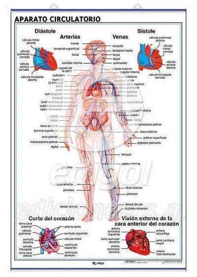 sistema-circulatorio | El blog de la profe
