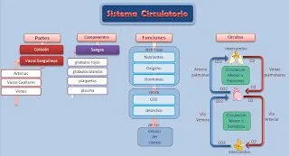 Sistema Circulatorio | Esquemas, diagramas, gráficos y mapas ...