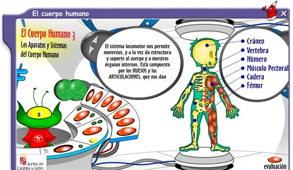 Sistema circulatorio explicacion para niños - Imagui