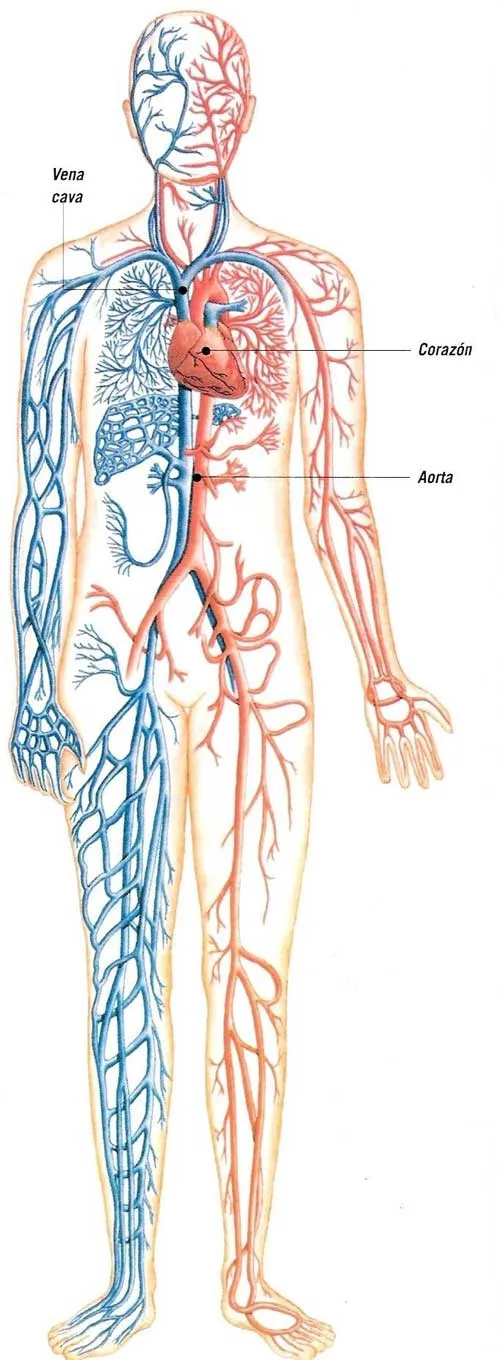 Sistema circulatorio humano