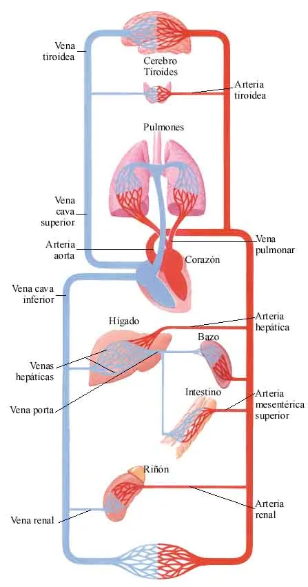 El sistema circulatorio en imagenes