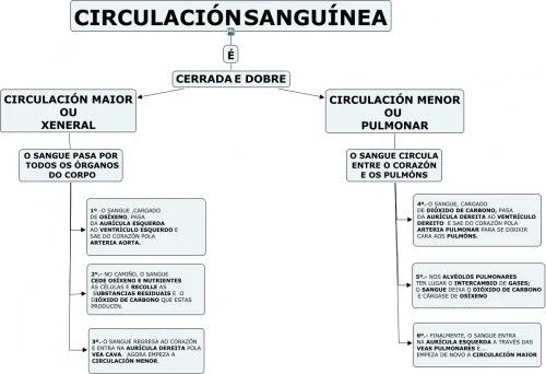 SISTEMA CIRCULATORIO | JUGANDO Y APRENDIENDO
