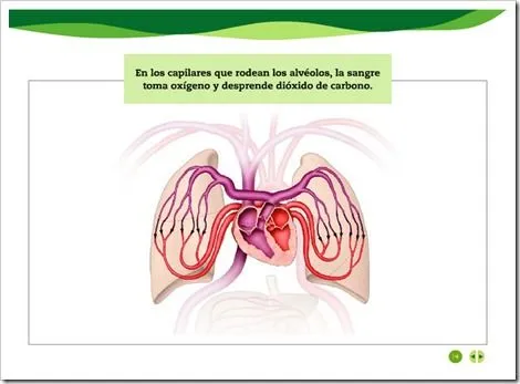 SISTEMA CIRCULATORIO | JUGANDO Y APRENDIENDO