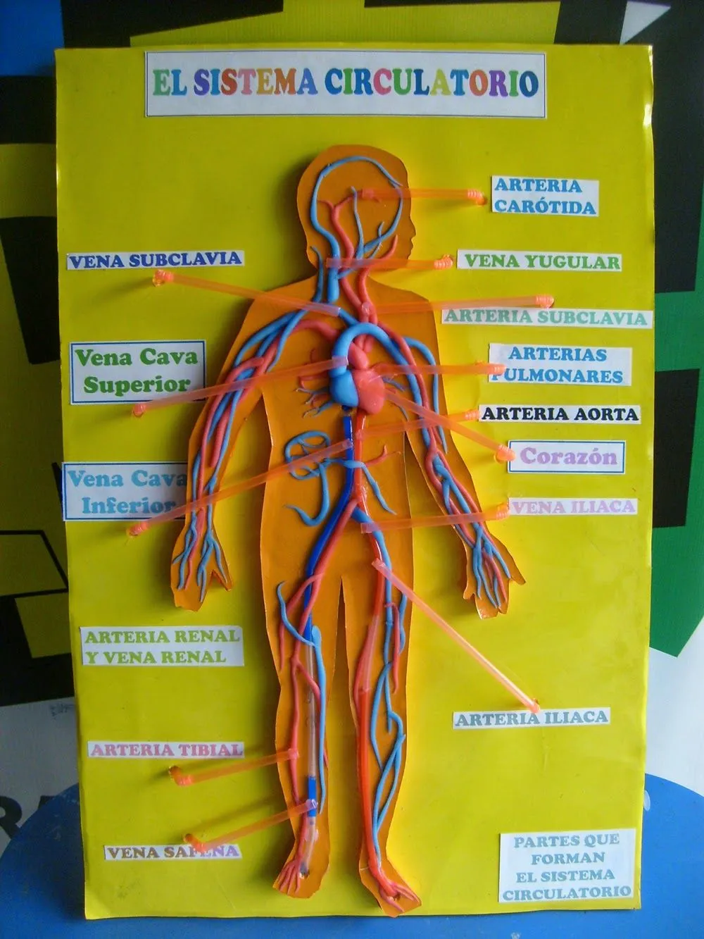 Maqueta del sistema circulatorio imagenes - Imagui