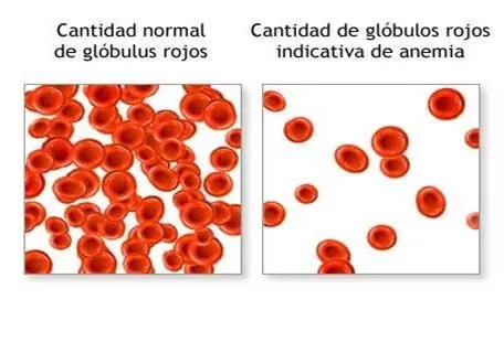 Sistema Circulatorio - Monografias.com