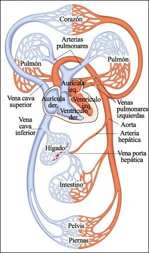 Sistema circulatorio para niños - Imagui