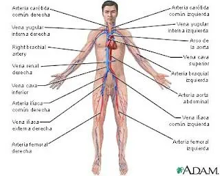 aparato circulatorio