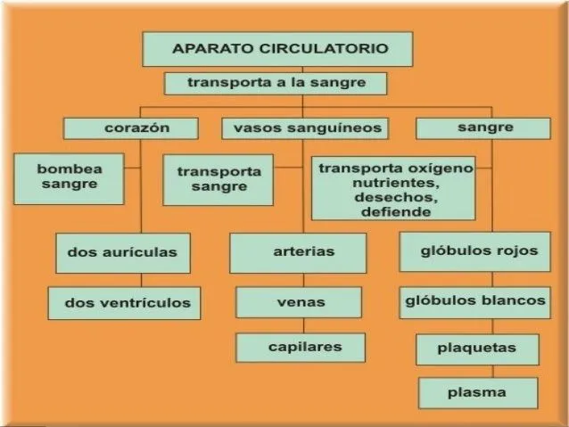 sistema-circulatorio-primaria- ...