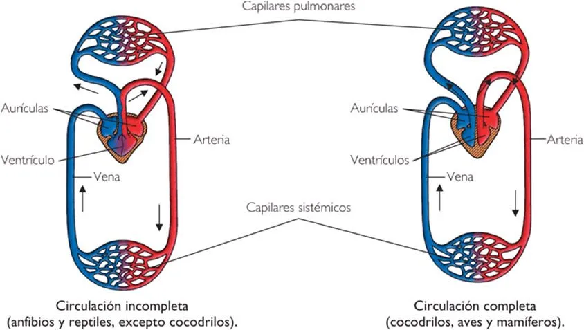 La función de nutrición en los seres vivos. 1º bachiller. Cosas de ...