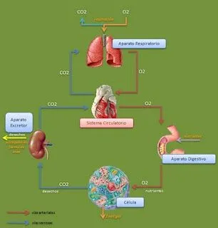 Sistema Circulatorio y otros sistemas | Esquemas, diagramas ...