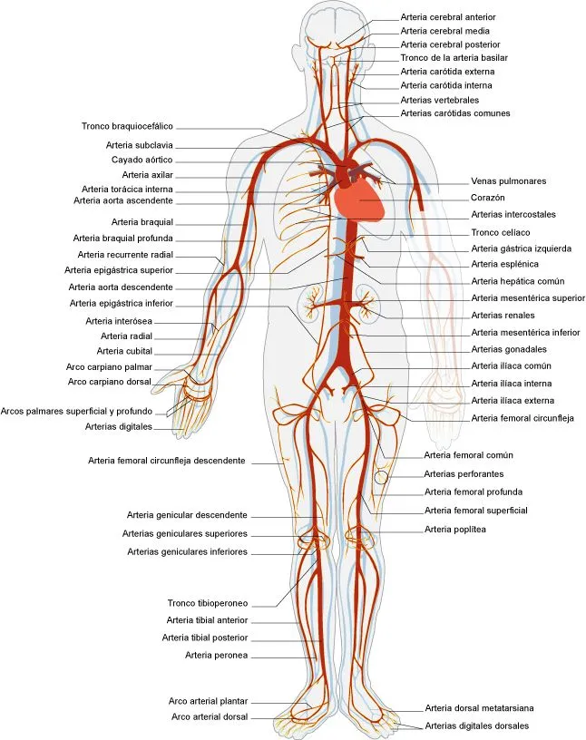 Sistema circulatorio: vasos sanguíneos | el moderno prometeo