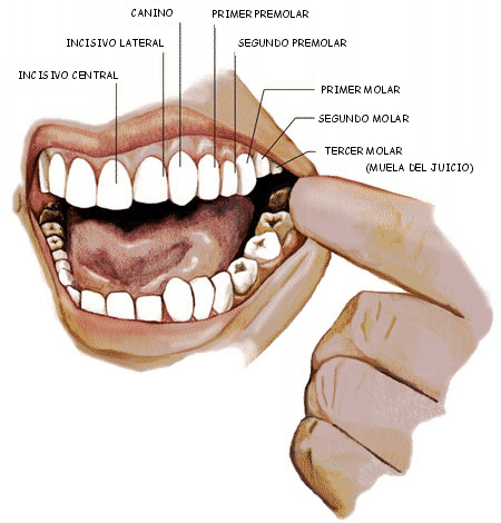 El sistema dentario ~ Auxiliar de Odontología