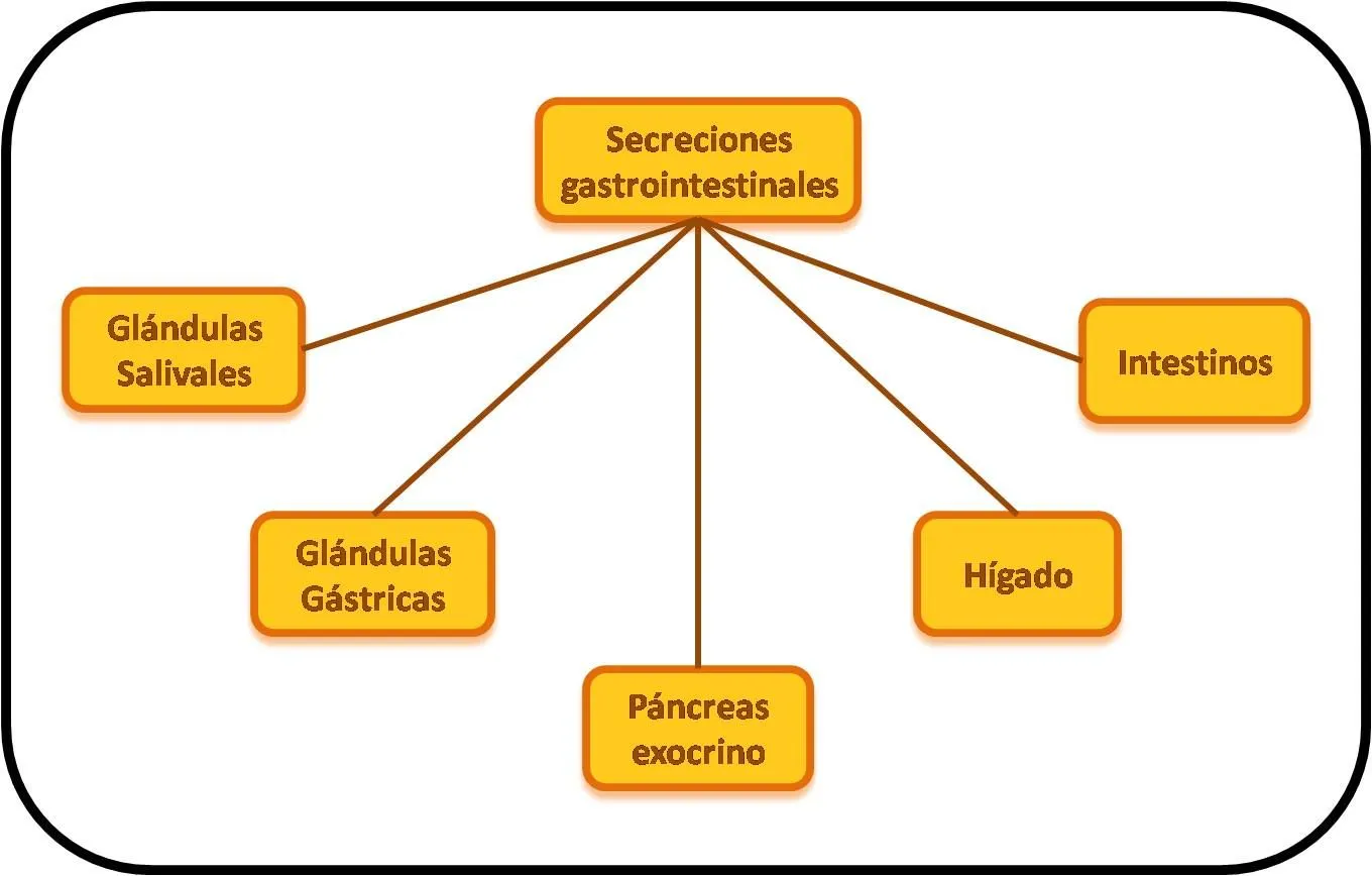 Sistema Digestivo