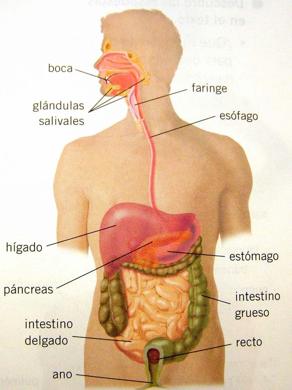 SISTEMA DIGESTIVO