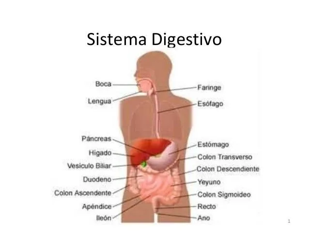 Sistema digestivo