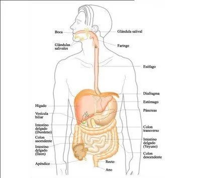 Sistema Digestivo