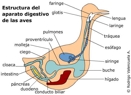 Sistema digestivo de las aves - Escuelapedia - Recursos Educativos