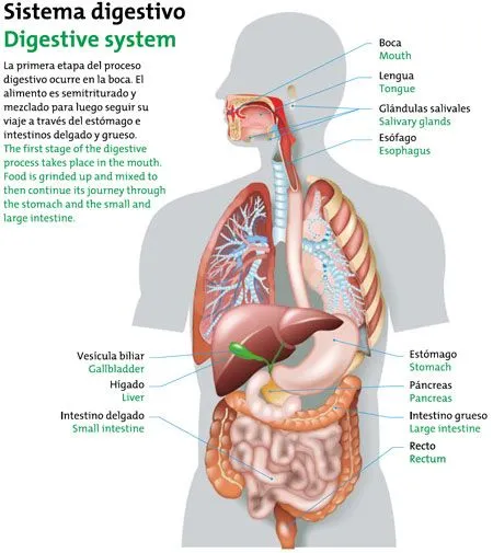 Sistema digestivo detallado - Imagui