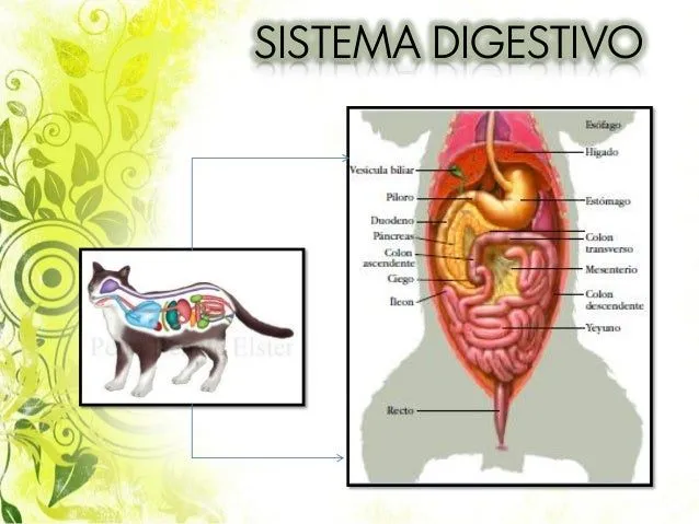 Sistema digestivo en felino