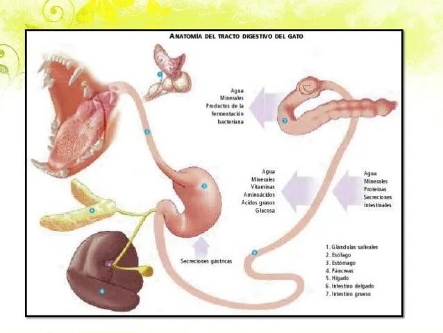 Sistema digestivo en felino