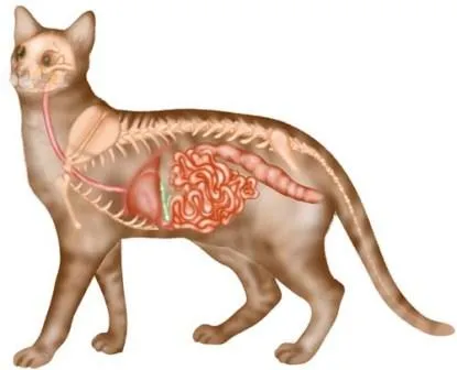 Sistema digestivo de los gatos - Imagui