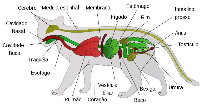 Aparato digestivo del gato - Imagui