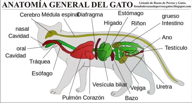 El sistema digestivo del gato - Imagui