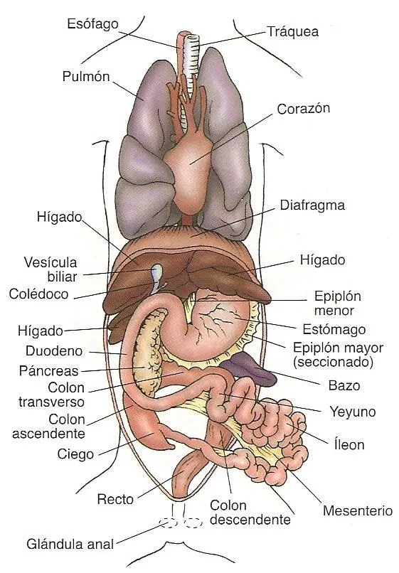 Sistema digestivo del gato - Imagui