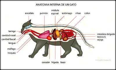 04 SISTEMA DIGESTIVO