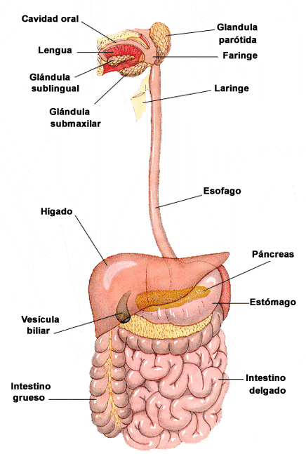 Sistema digestivo humano y sus partes para colorear - Imagui