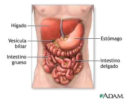 Sistema digestivo - Monografias.