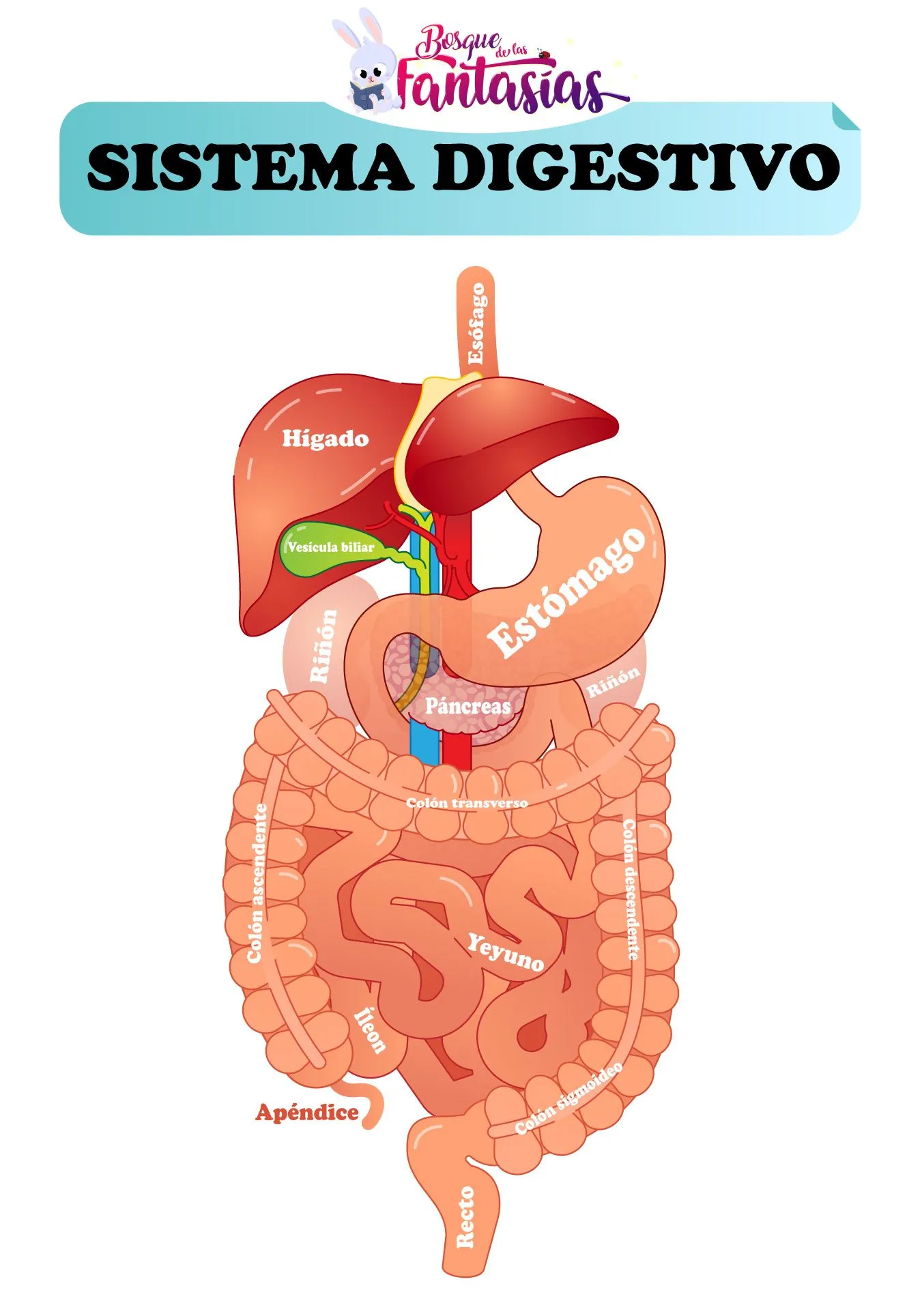 EL SISTEMA DIGESTIVO ® Partes, órganos y función para niños