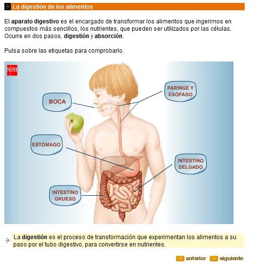 Sistema Digestivo 1 | Recurso educativo 43385 - Tiching