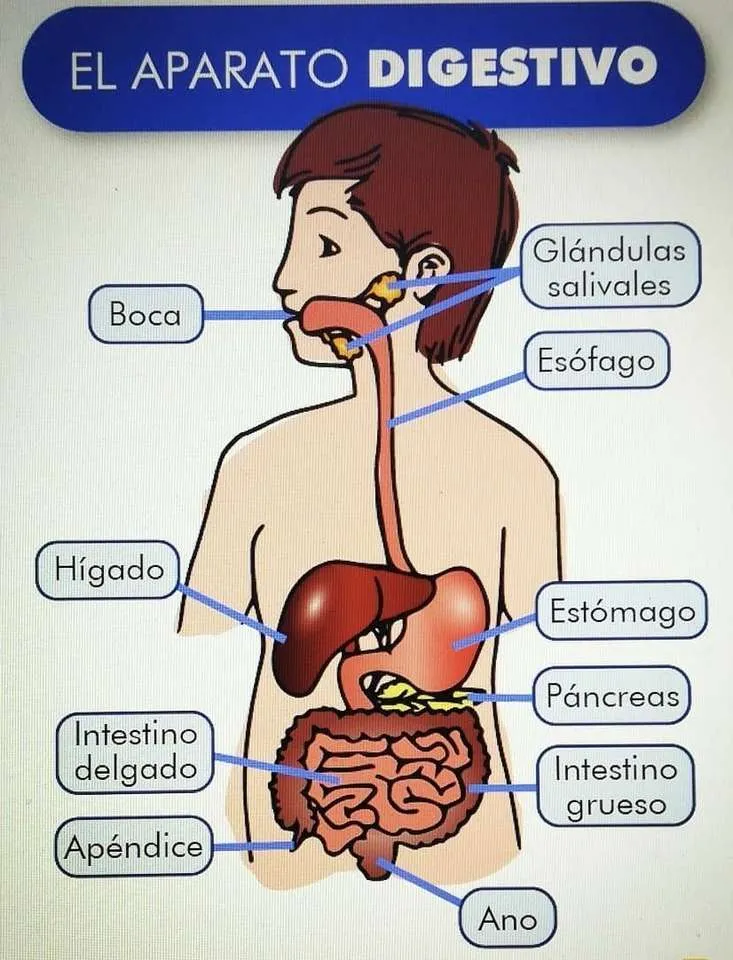 SISTEMA DIGESTIVO - rompecabezas en línea