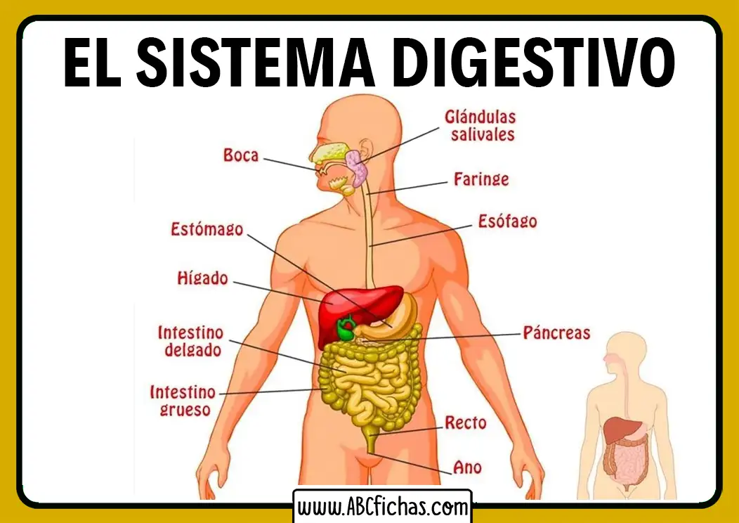 SISTEMA DIGESTIVO - rompecabezas en línea