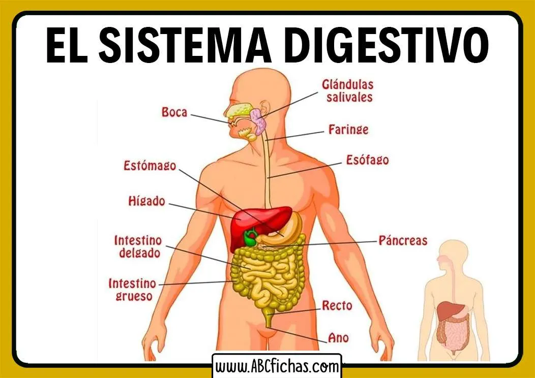 SISTEMA DIGESTIVO - rompecabezas en línea