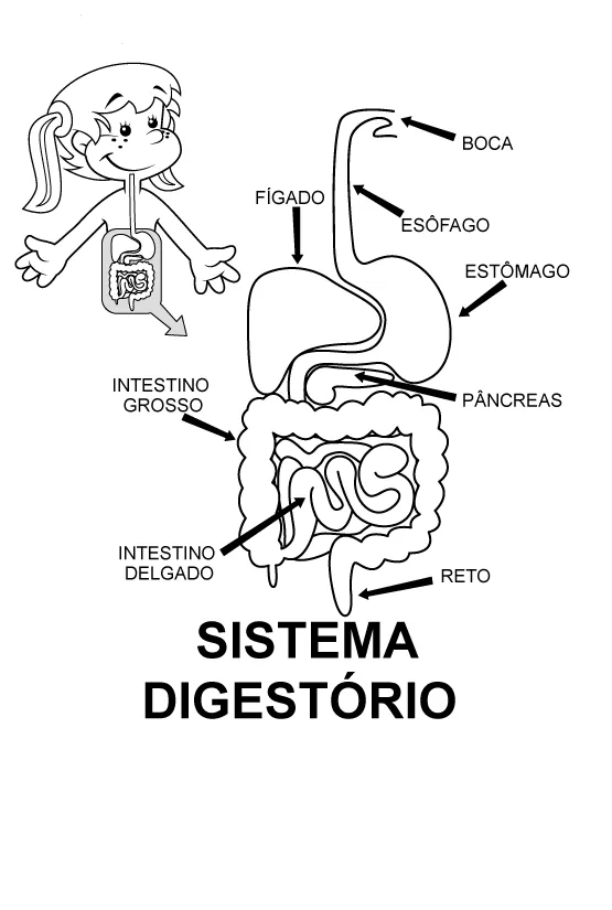 Sistema Digestório | Baú de Atividades