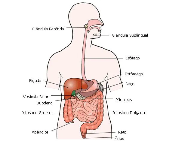 Sistema digestório para colorir - Imagui