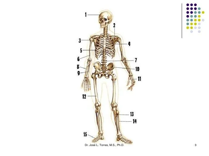 sistema-esqueletal-extremidad- ...