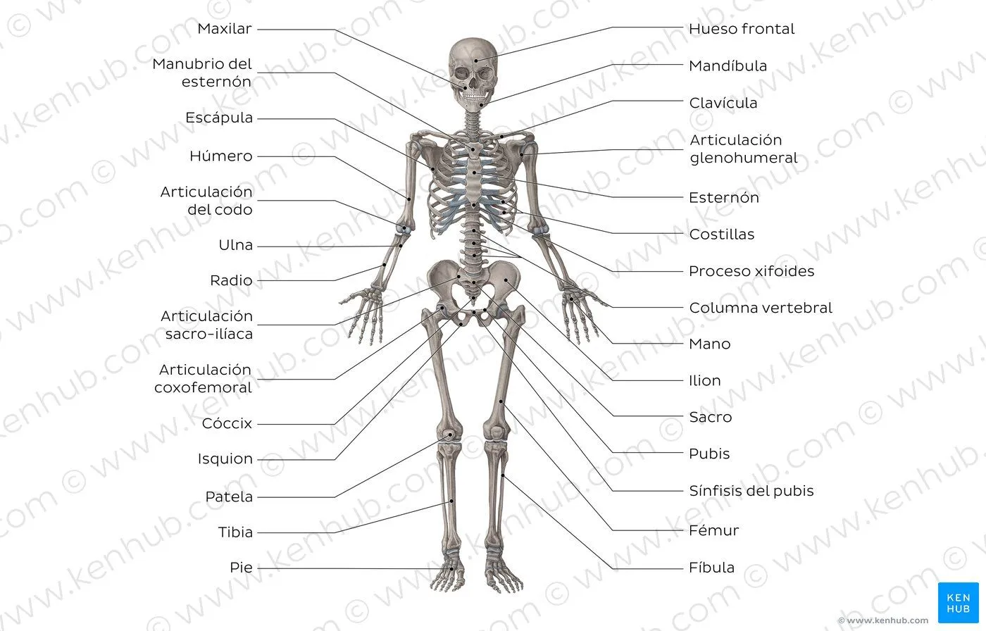 Sistema esquelético: Aprende con herramientas gratuitas | Kenhub