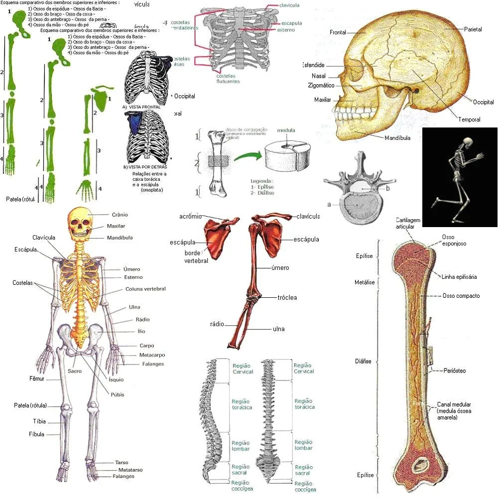sistema esquelético humano tem como função principal a de ...